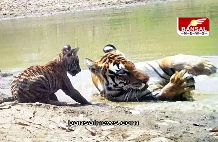 Andhra Pradesh News: आंध्र प्रदेश में बाघों की आबादी हुई दोगुनी, पढ़ें विस्तार से पूरी खबर