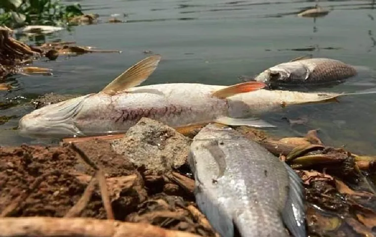 Ranchi News: गेतलसूद डैम में अचानक मर गई इतने क्विंटल मछली, विभागीय सचिव को जांच के आदेश