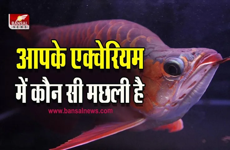 Arowana Fish Rules : ये मछली बन सकती है आपका गुड लक, जान लें नाम और रखने के नियम