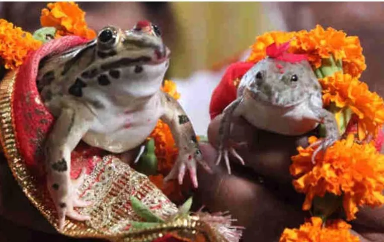 मंडला में हुई अनोखी शादी, मेंढक बना दूल्हा और मेंढकी दुल्हन, जानें पूरी बात