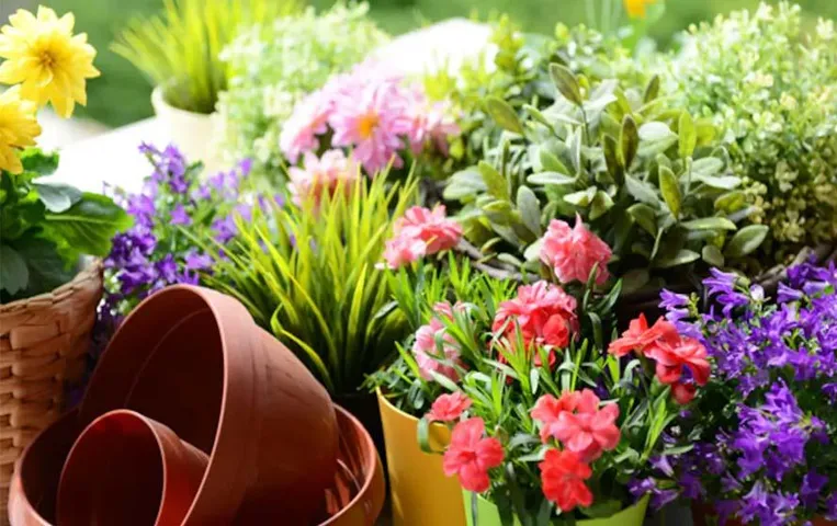 Winter Gardening Tips: सर्दियों में कैसे उगाएं पौधे, जानिए हमारी आज की रिपोर्ट में