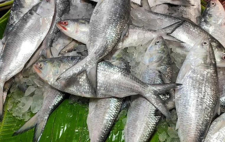 Hilsa Fish: दुर्गा पूजा से पहले भारतीय बाजारों में दिखने लगेगी हिल्सा मछली, सबसे टेस्टी मछलियों में गिनती