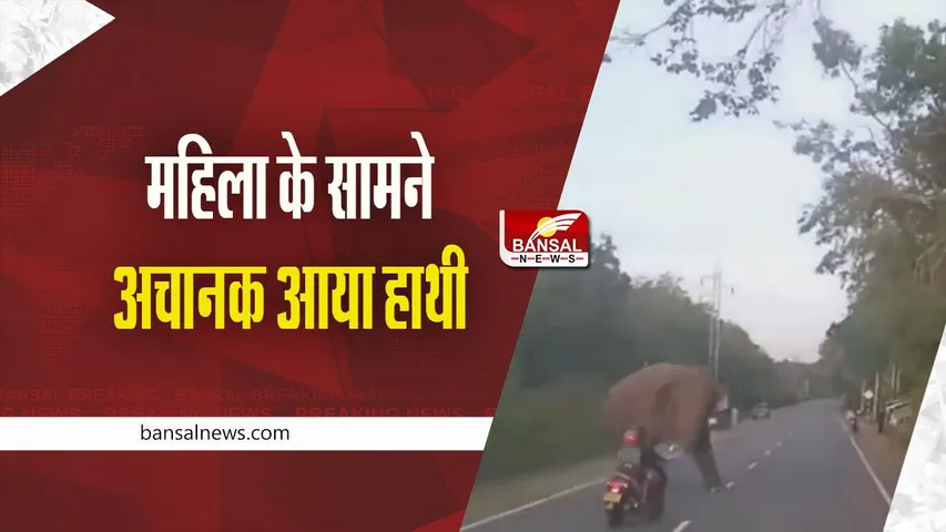 Elephant Video: अचानक आया हाथी, स्कूटी चला रही महिला बालबाल बची, देखें वीडियो
