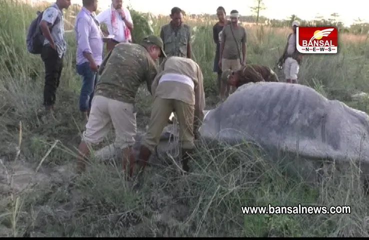 ASSAM: ओरंग नेशनल पार्क में मिला एक सींग वाले गैंडे का शव, वन अधिकारियों ने ये बताया