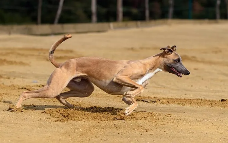 Indian Dog Breeds: पुलिस ड्यूटी में जल्द तैनात किए जाएंगे भारतीय नस्ल के कुत्ते, गृह मंत्रालय ने दिया आदेश