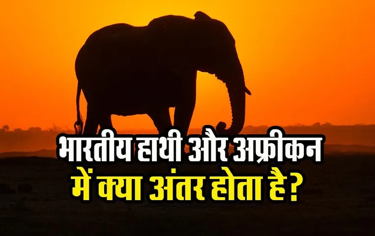 Gaj Utsav 2023: जानिए भारतीय हाथी और अफ्रीकन हाथी में क्या अंतर होता है?