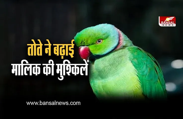 Viral News: तोते ने डॉक्टर पर किया हमला, मालिक को देना पड़ गया लाखों का जुर्माना