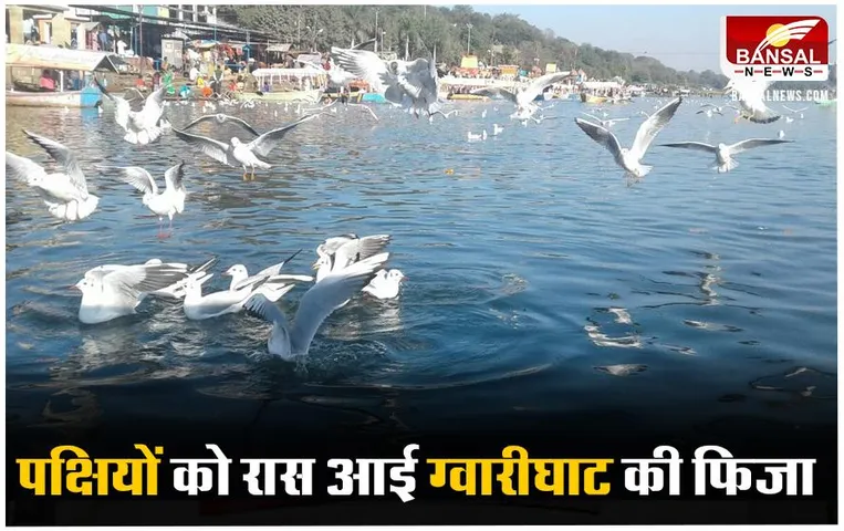 Jabalpur News: जबलपुर में मौसम ने ली करवट, ग्वारीघाट पहुंचे प्रवासी पक्षी