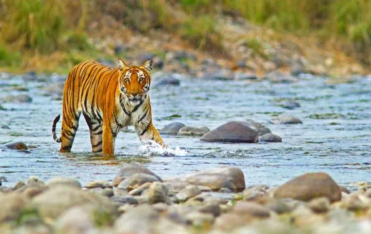 Corbett Park Open: पर्यटकों के लिए खुशखबरी! कॉर्बेट टाइगर रिजर्व के बीजरानी और गर्जिया जोन खुले