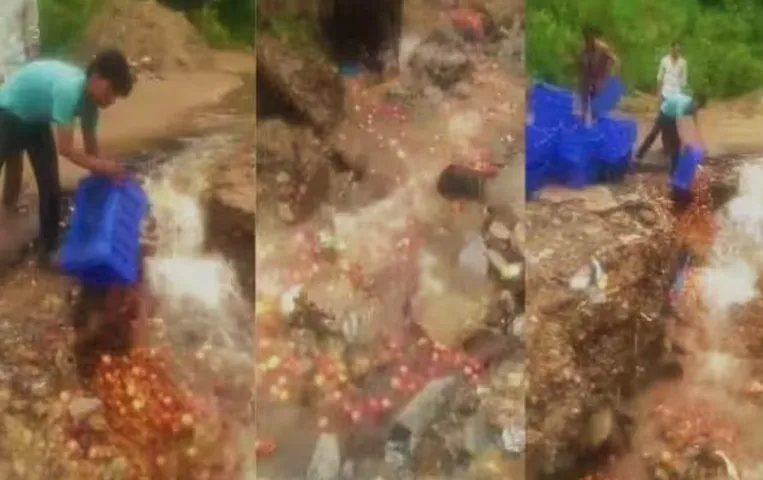 Himacahal Pradesh News: नदी में सेब फेंकने का वीडियो वायरल, बागवानी मंत्री ने वीडियो की जांच करने का दिए आदेश