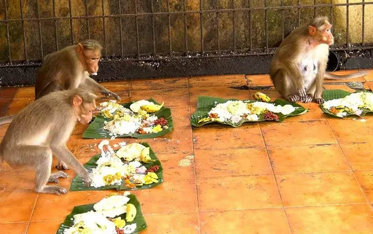 Kerala Temple: केरल के इस मंदिर में ओणम पर बंदरों को परोसा जाता है भोज, जानें पूरी खबर