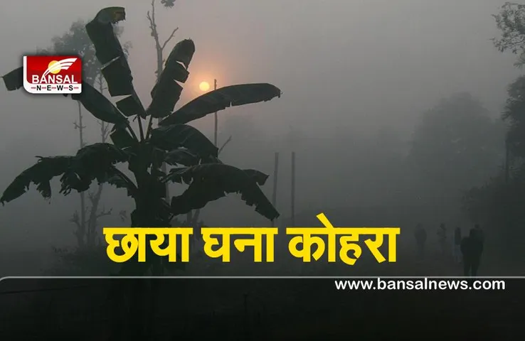 Weather Report : पंजाब और हरियाणा में अभी भी जारी है सदी का सितम,छाया रहा घना कोहरा
