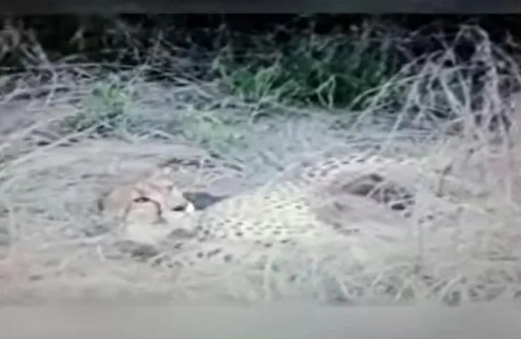 Kuno National Park: चीतों की मौत पर CM ने बुलाई बैठक, क्या कहना है वन्यजीव विशेषज्ञ का