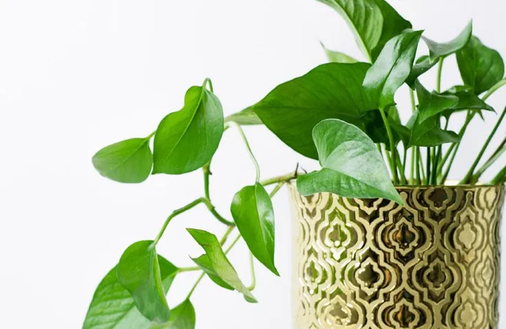 Lucky Plants: ये पांच पौधे लाएंगे गुड लक, बरसेगी मां लक्ष्मी की कृपा