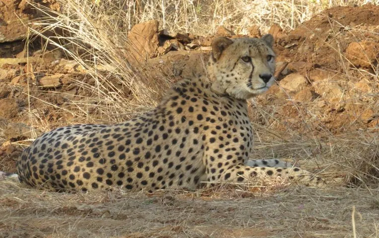 Kuno National Park: पवन' को मिला खुला आसमान, नर चीता पहुंच गया था UP