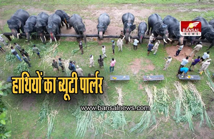 Kanha Tiger Reserve : देखिए हाथियों का ब्यूटी पार्लर,18 हाथियों के दल में एक नन्हा हाथी कृष्णा भी शामिल