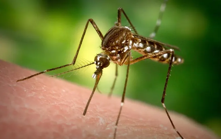 Banana Benefits: मच्छर काटने से होनेवाली सूजन-खुजली को कम करने में केला है मददगार, जानिए कैसे और क्यों