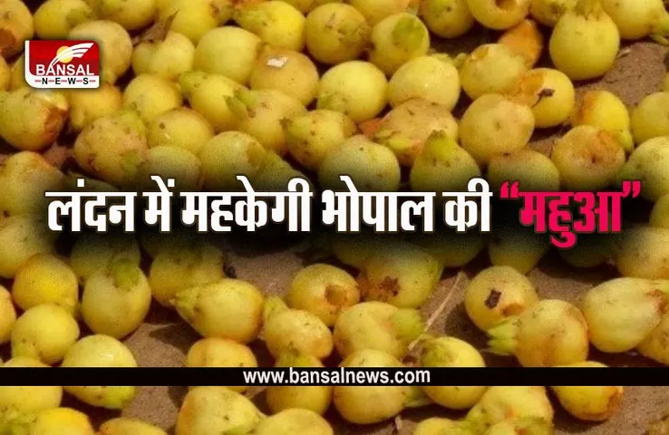 MP Mahua News: एमपी के महुआ से लंदन में बनेगी सॉफ्ट ड्रिंक-कुकीज, रिसर्च से बाद 2 हजार क्विंटल महुआ की बड़ी डील