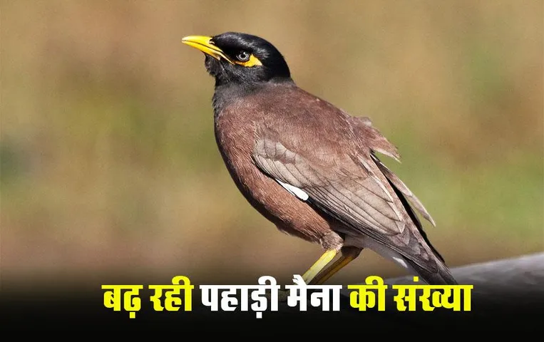 CG News: बस्‍तर में हो रही पहाड़ी मैना की संख्‍या में बढ़ोतरी