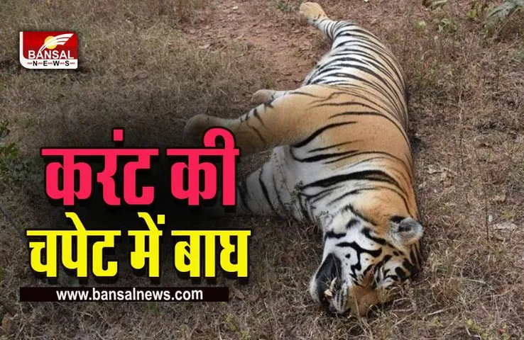 Panna Tiger Reserve : करंट लगने से बाघ की मौत, पन्ना टाइगर रिजर्व में एक महीने के अंदर दूसरा मामला