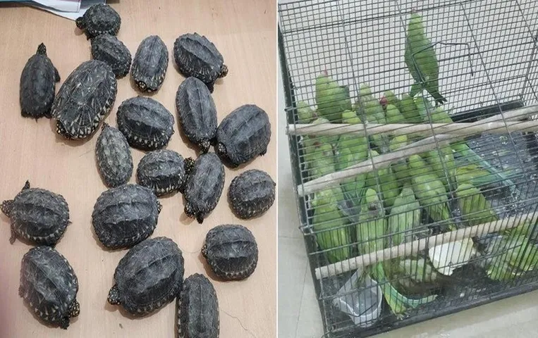 Dilli News: दुर्लभ प्रजाति के कछुए और तोते बरामद, अवैध रूप से बेचेने का करते थे काम