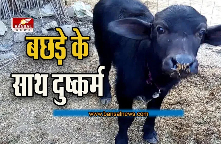 Maharashtra News: शर्मनाक कृत्य ! कलयुगी युवक ने किया भैंस के नन्हे बछड़े के साथ दुष्कर्म, आरोपी गिरफ्तार