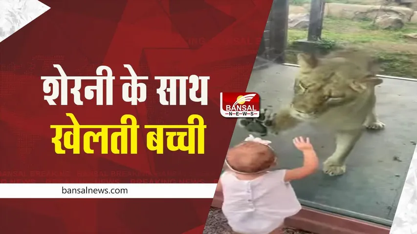 Viral Video: बच्ची का शेरनी के साथ खेलने का वीडियो वायरल, देखें क्यूट वीडियो
