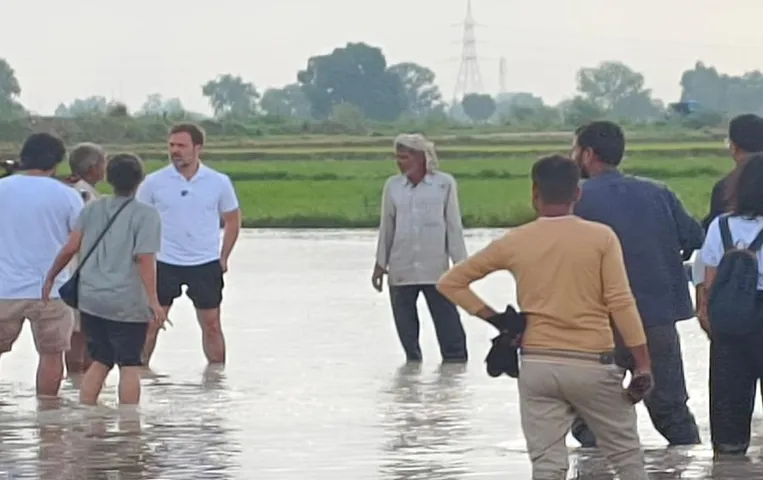 Rahul Gandhi Visit: सुबह-सुबह धान के खेतों में पहुंचे राहुल गांधी, मजदूरों के साथ की रोपाई