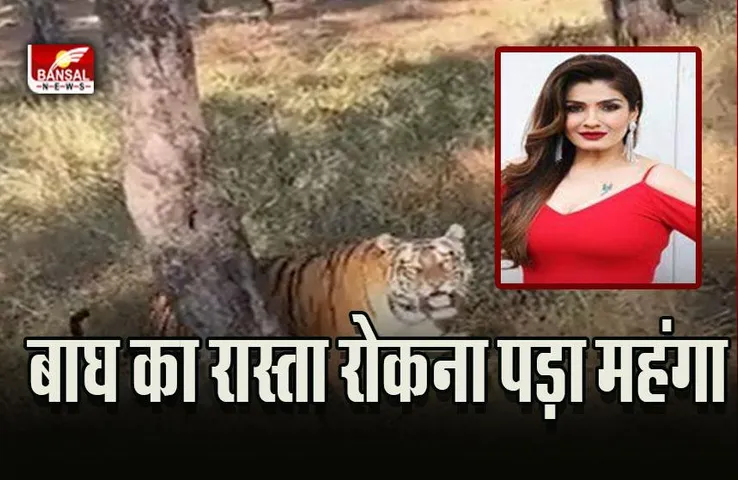 Raveena Tandon : वीडियो बनाने के लिए रवीना टंडन ने रोका बाघ का रास्ता, दहाड़ा बाघ, जांच के आदेश