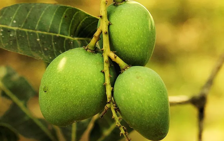 Raw Mango Benefits: गुणों की खान है हरा आम, जानिए कच्चा आम खाने के फायदे