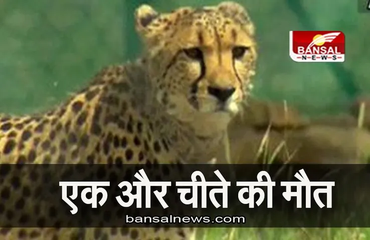MP NEWS: कूनो नेशनल पार्क में एक और चीते की गई जान, मौत की वजह बीमारी नहीं