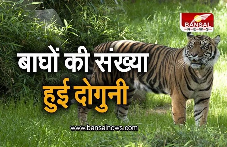 Tigers In India: भारत में बाघों की संख्या हुई दोगुनी, पीएम मोदी ने जारी किए आंकड़े