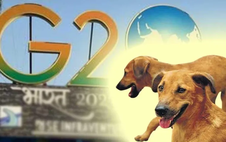 पशु अधिकार समूह का आरोप, जी20 शिखर सम्मेलन के मद्देनजर आवारा कुत्तों के साथ की गई क्रूरता
