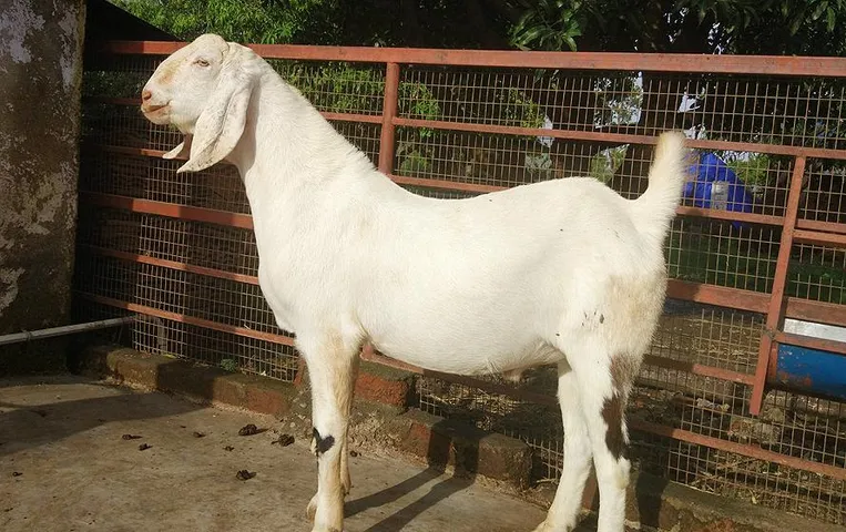 Bakrid 2023: बकरीद से पहले संजय और शाहरुख खान में हुआ बकरे के मालिकाना हक का विवाद, जानें क्या है मामला