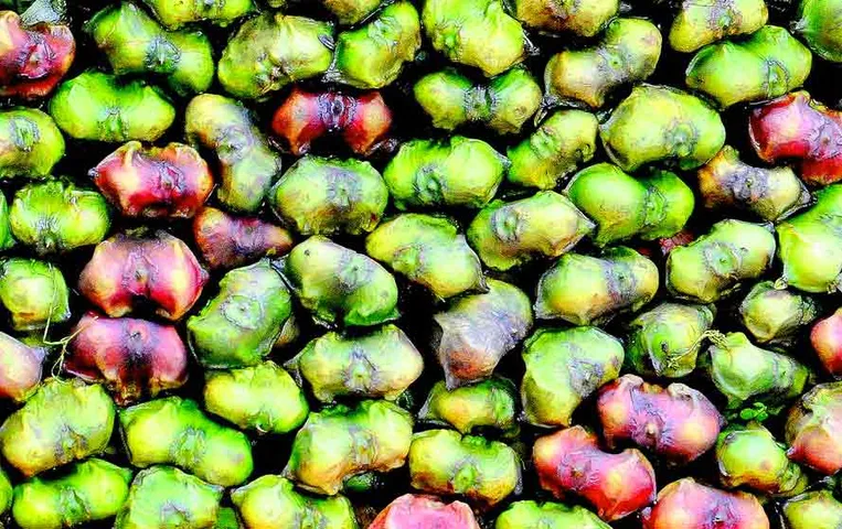 Singhara ke Fayde: ये फल कहलाता है ‘पानी की रानी’, बॉडी को देता है इंस्टैंट विटामिन, मिनरल और एनर्जी