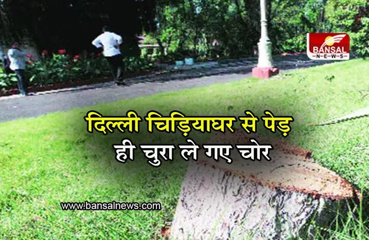 Delhi Zoo: दिल्ली चिड़ियाघर में चोरी का बड़ा मामला, चंदन के 11 पेड़ उड़ा ले गए चोर