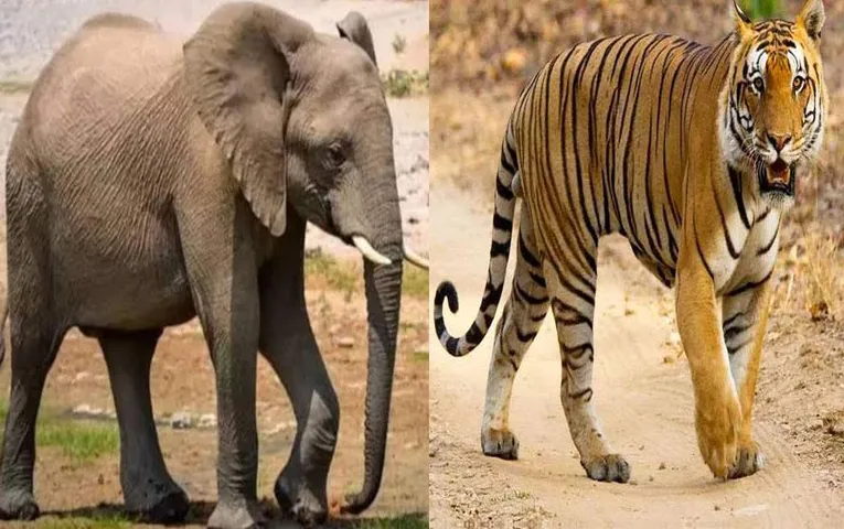 Gariaband News: गरियाबंद में हाथी और बाघ का आतंक, पकड़ने की कवायद तेज