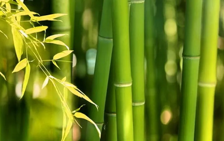 Naya Sansad Bhavan: अगरतला से आए बांस से हुई न्यू पार्लियामेंट बिल्डिंग की फ्लोरिंग, जानें त्रिपुरा बांस की खासियतें