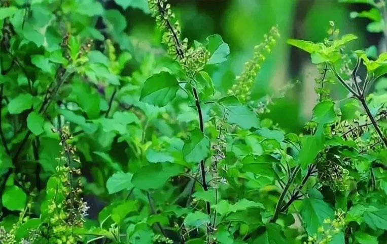 Tulsi Vivah 2023: तुलसी की सूखी पत्तियों के ज्योतिषीय उपाय, जगाएंगे सोई किस्मत!