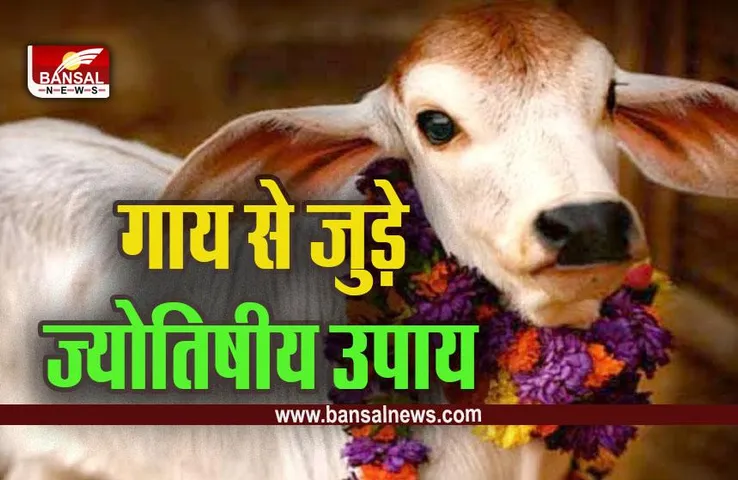 Vastu For Cow : जरूर करें गाय से जुड़े ये उपाय, सारे ग्रह बन जाएंगे आपके अनुकूल