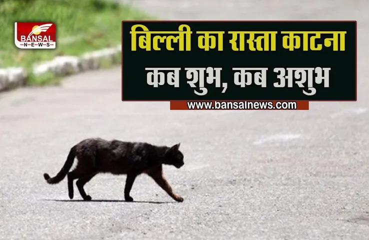 Cat Crossing Road :​ बिल्ली क्यों काटती है रास्ता, कारण जानकर उड़ जाएंगे होश