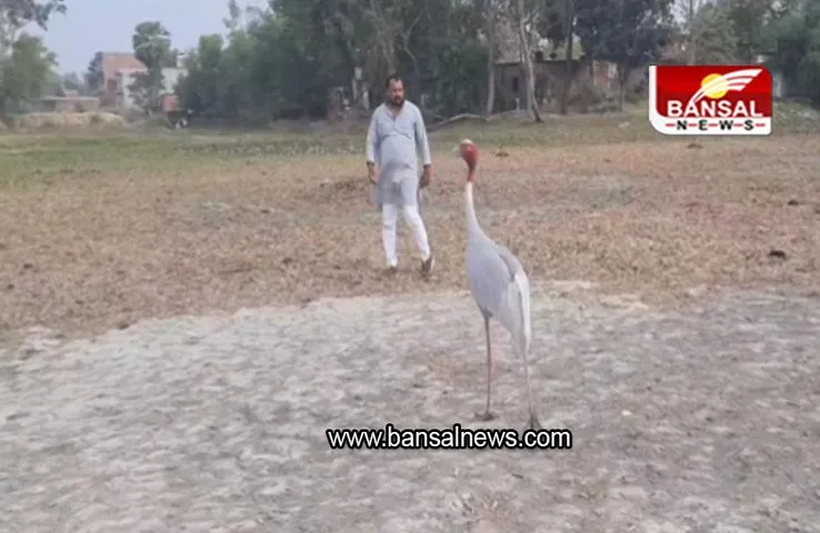 UP NEWS: सारस से दोस्ती का नया मामला, इस शख्स के साथ खेलता दिखा सारस