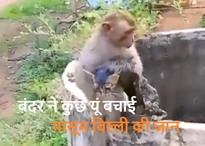 Social Media Trending: बंदर ने कुछ यूं बचाई मासूम बिल्ली की जान, देंखे वीडियो