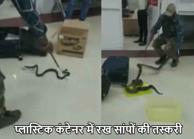Viral 2023: एयरपोर्ट पर चैकिंग के दौरान सब हुए हैरान! बैग खुलते ही निकले 22 जिंदा सांप, वीडियो हुआ वायरल