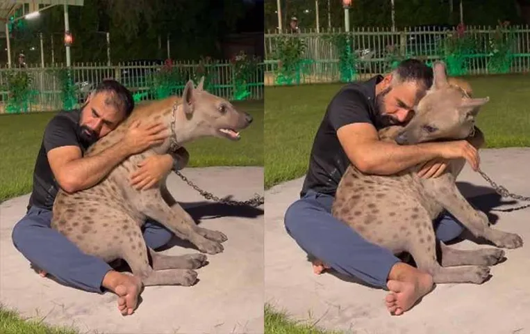 Viral Video: आदमी ने लकड़बग्घा को लगाया गले, उसके मुंह में डाला हाथ, वीडियो देखकर हैरान लोग