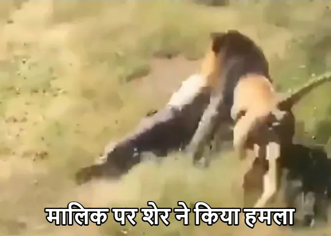 Shocking Video: शेर ने किया बुजुर्ग शख्स पर हमला! वीडियो देख, रोंगटे खड़े हो जायेंगे