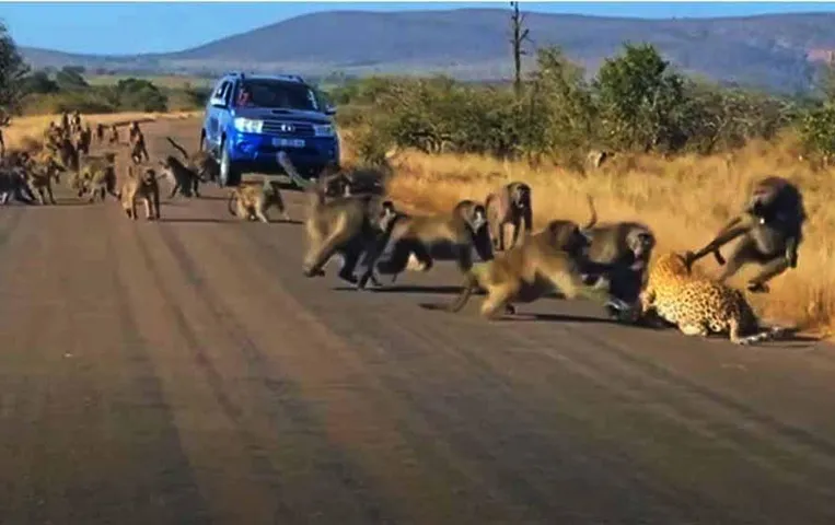 Viral Video: बीच सड़क में तेंदुए पर 50 लंगूरों ने किया हमला, वीडियो हो रहा वायरल