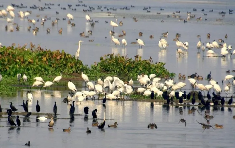 Bihar News: बिहार में इस वर्ष करीब 70,000 पक्षियों के आने की सूचना, जानें पूरी खबर