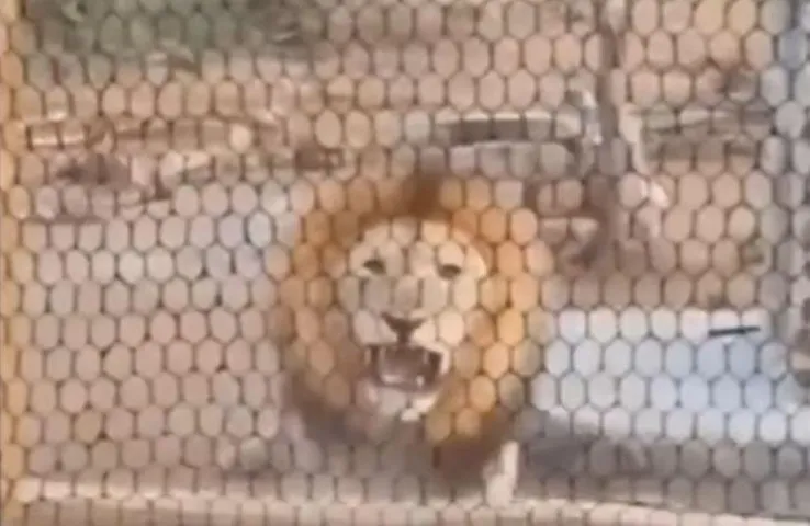 Lion Viral Video: नींद से उठते ही शख्स को नजर आया ''बब्बर'' शेर, देखकर उड़े होश, देखें वीडियो