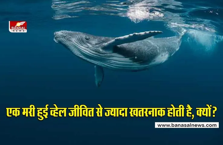 व्हेल मछली को मौत के बाद जिंदा से ज्यादा खतरनाक क्यों माना जाता है? जानिए इसके पीछे का रोचक तथ्य